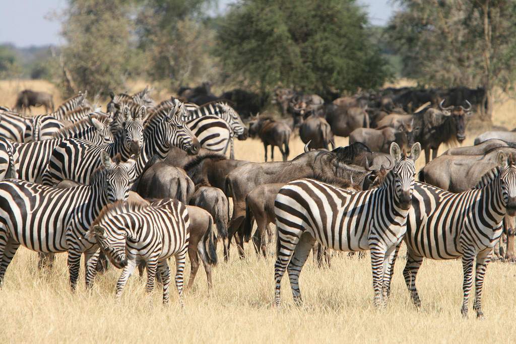 Ndutu mIGRATION safari
