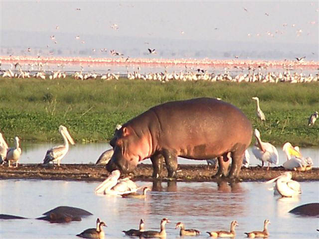 Lake Manyara Safaris