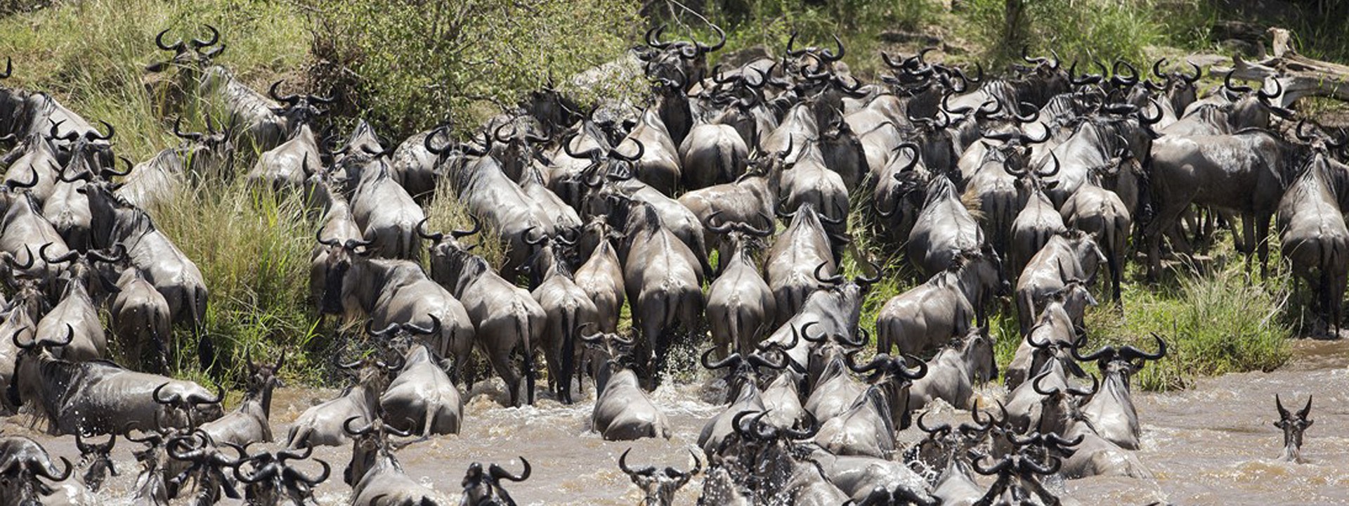 Ndutu Drama Wildebeest Migration