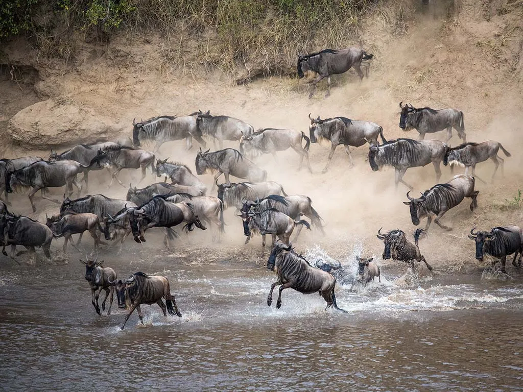 wildebeest crossings