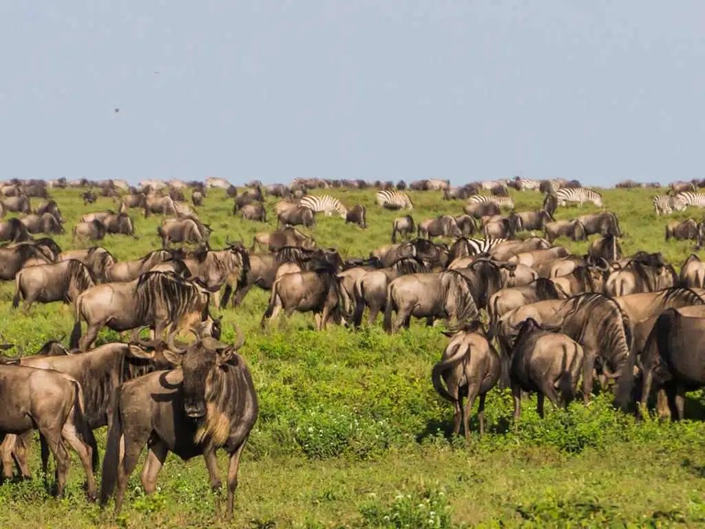 Wildebeest migration ngorongoro and Serengeit
