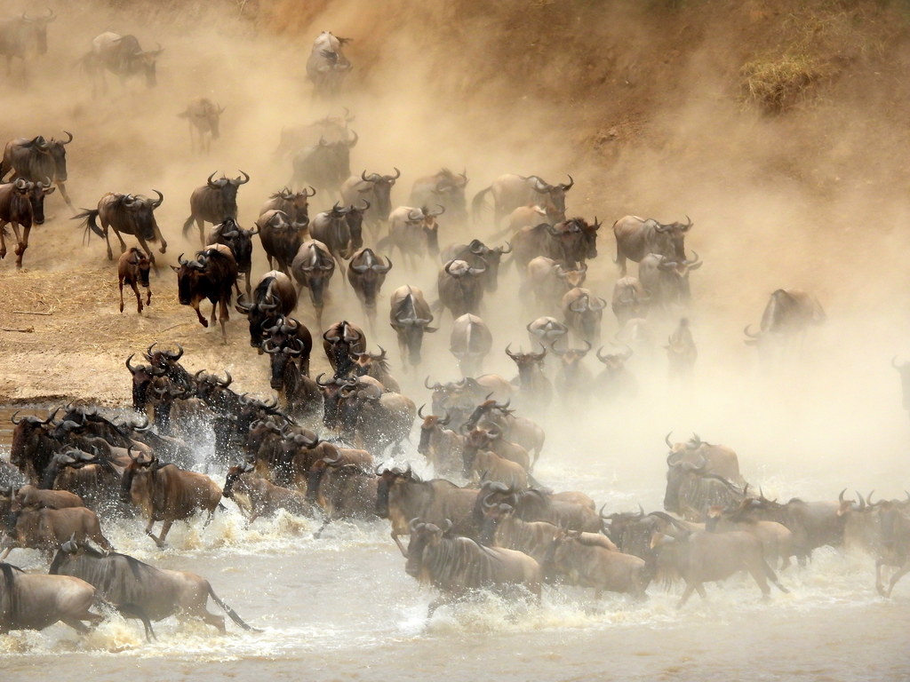 Wildebeest migration 10 days