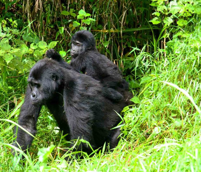 3-days-rwanda-uganda-gorilla-trekking-excursion-tour