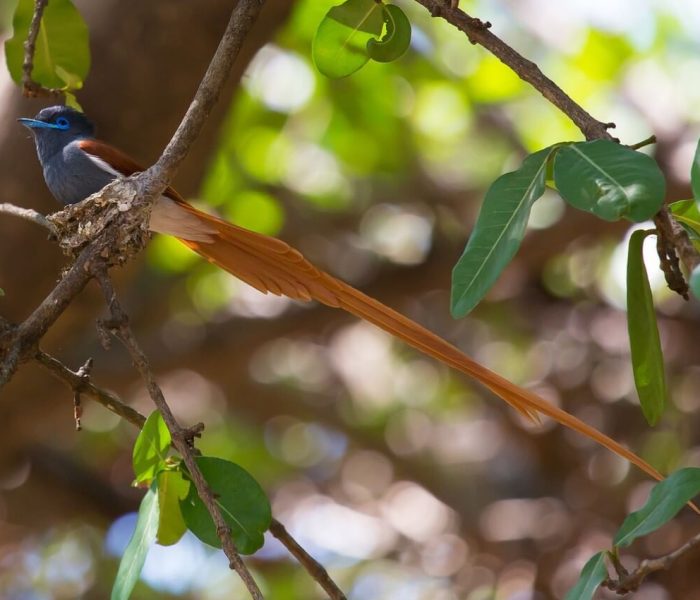African paradise flycatcher