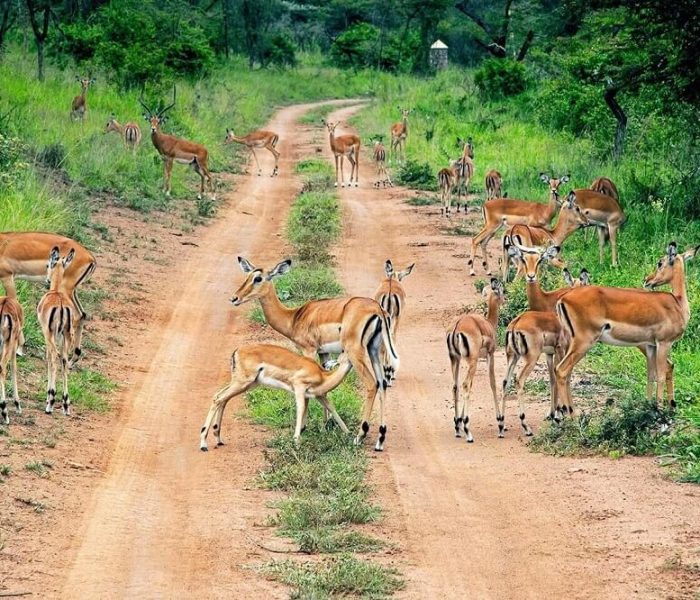 Akagera-National-Park (1)