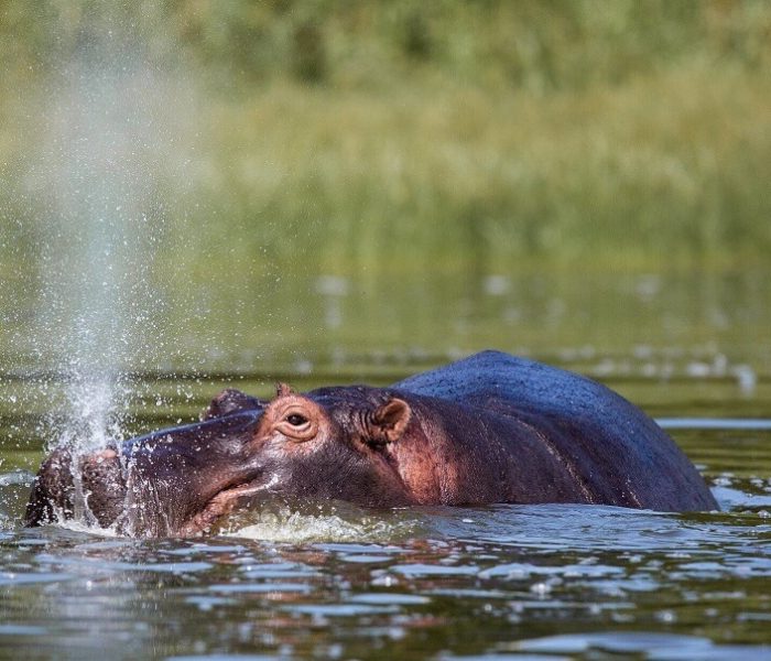 Akagera-National-Park-Wildlife (1)