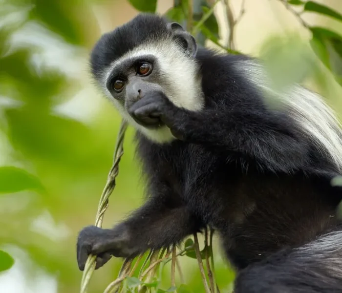 Arusha-National-park-Colubus
