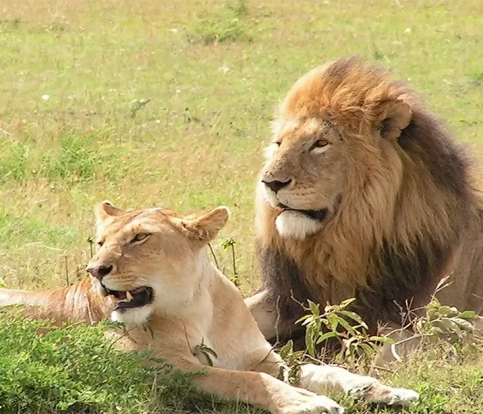 Best-places-to-see-lions-in-Uganda