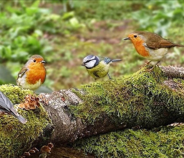 Bird-species-in-Bwindi-Impenetrable-national-park