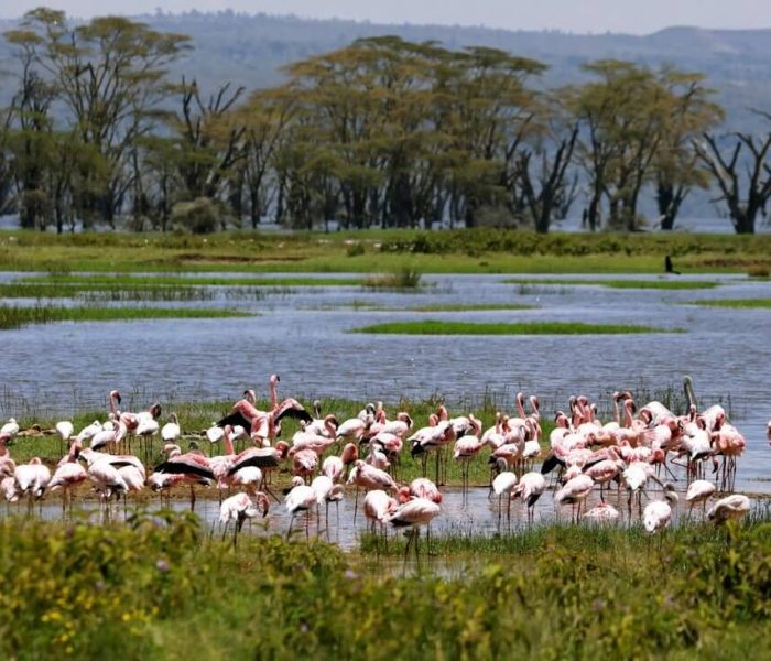 Birdlife in naivasha