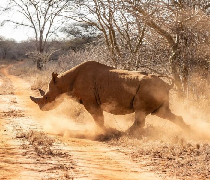 Black-Rhinoceros (1)