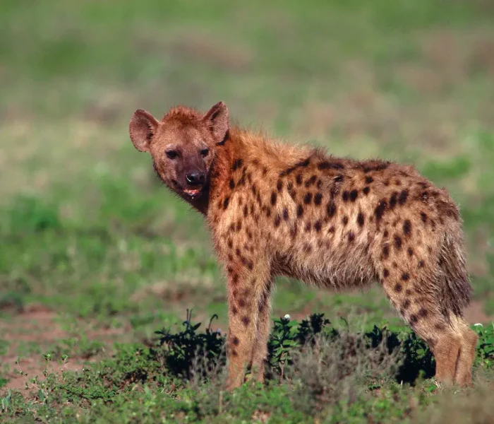 Botswana Brown Hyena