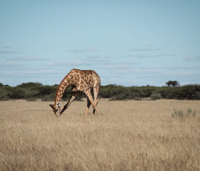 Botswana-Wildlife-Safari-to-the-Central-Kalahari-Game-Reserve