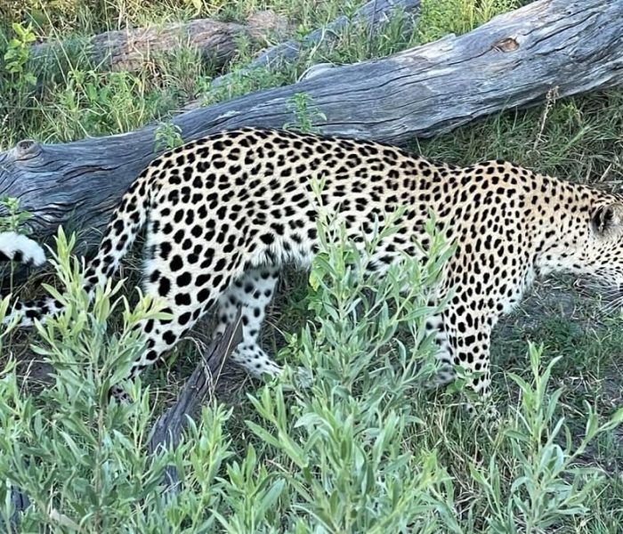 Botswana_Okavango-Delta_Leopard_Maggie_ (1)