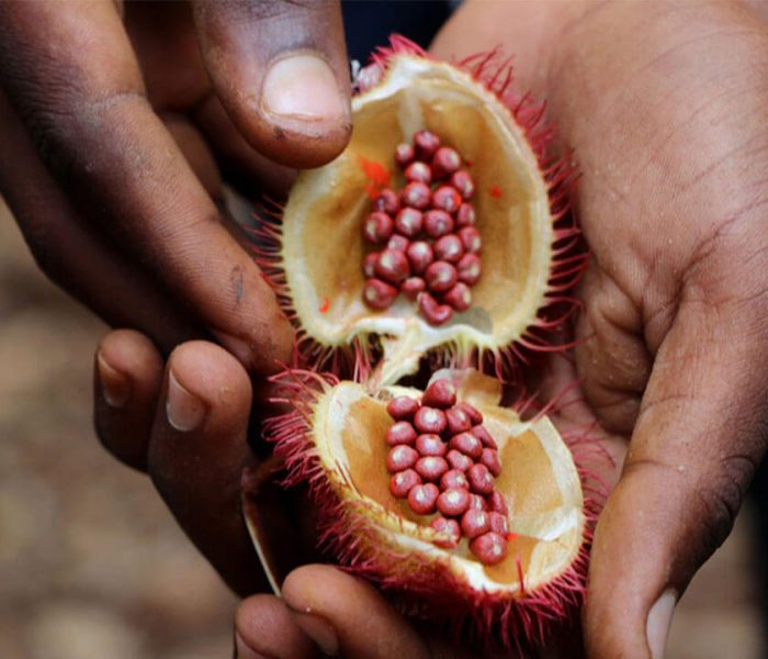 Deepen your understanding of the cultural and traditional significance of Zanzibar spices.