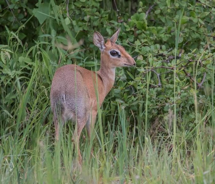 Dikdik_in_Mkomazi_National_Park (1)