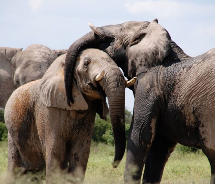 Elephant safari in saadani