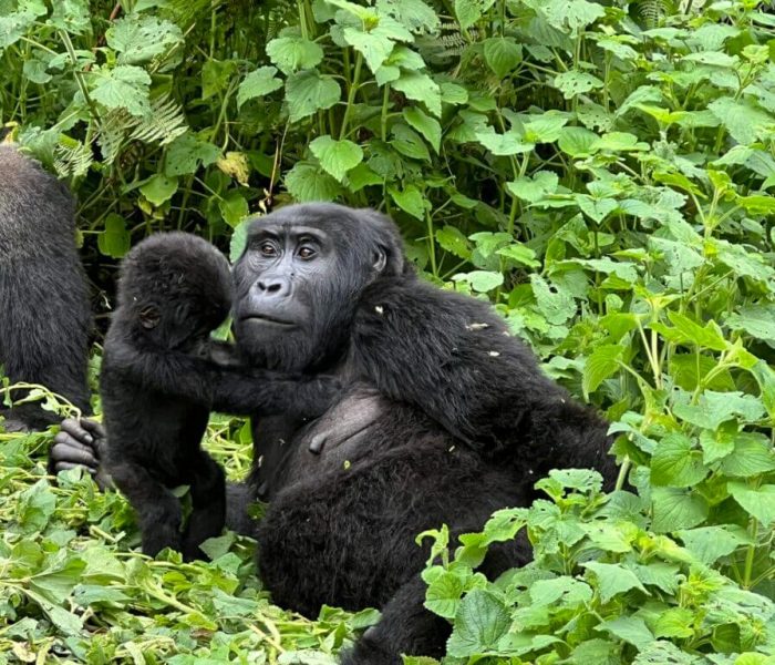 Essential Packing List for Gorilla Trekking Group 1