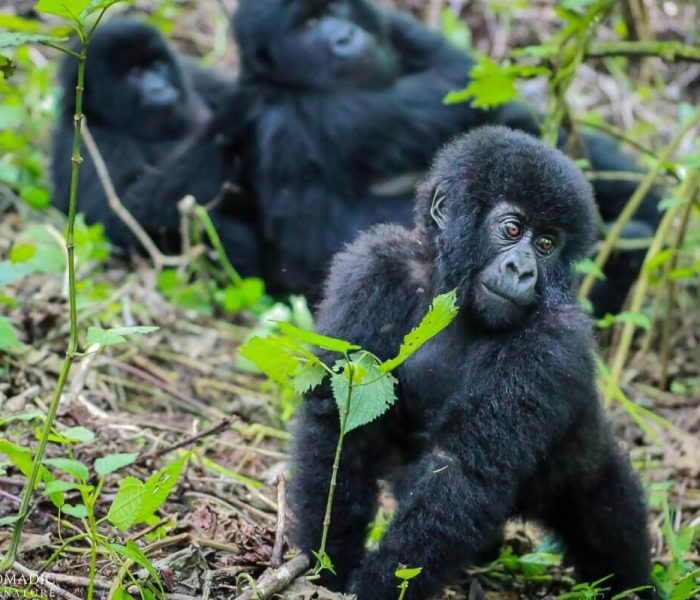 Essential Packing List for Gorilla Trekking Group 3