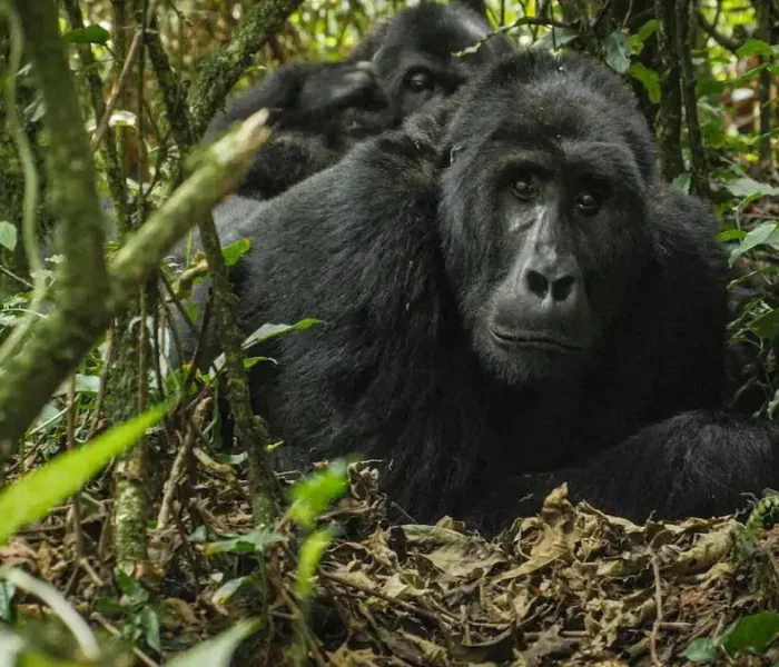 Essential Packing List for Gorilla Trekking Group 4