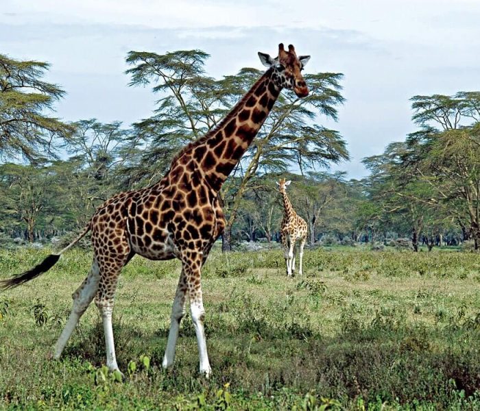 Giraffes-at-Lake-Nakuru-Kenya