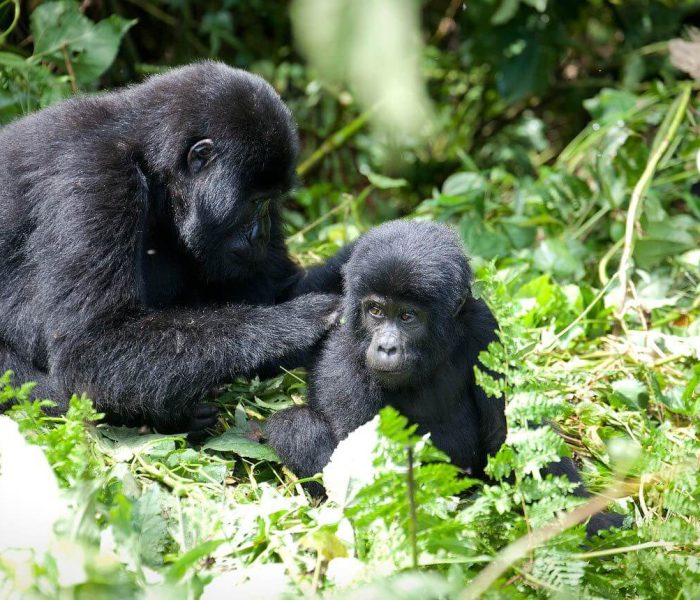 Gorilla Families in Uganda Group 1