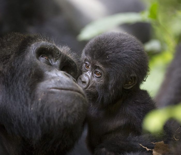 Gorilla Families in Uganda Group 2