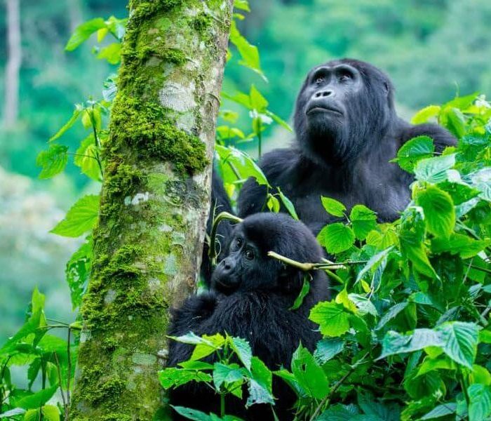 Gorilla Families in Uganda Group 4