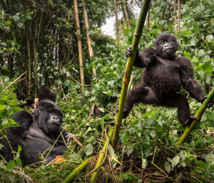 Gorilla Families in Uganda Group3