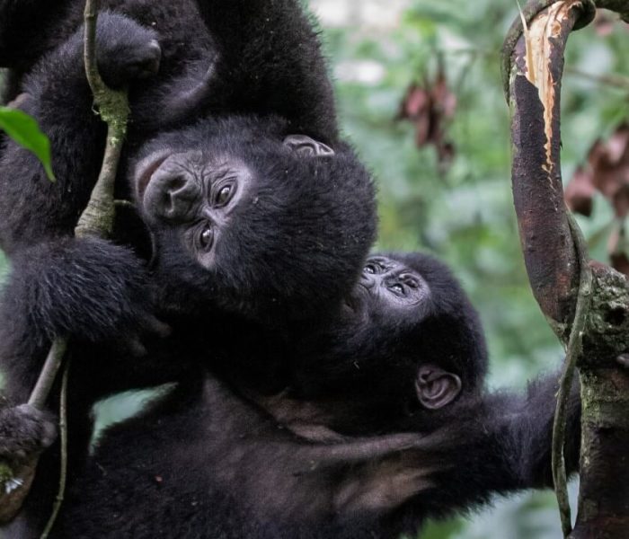 Gorilla Families in Uganda overview 1