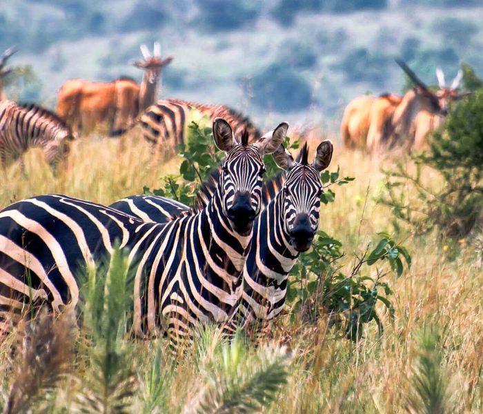 Grazing-zerba-and-antelope-in- (2)