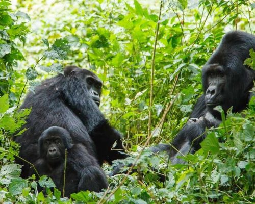 Habituated Gorilla Families 1