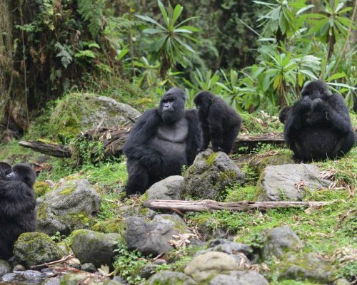 Habituated Gorilla Families 2