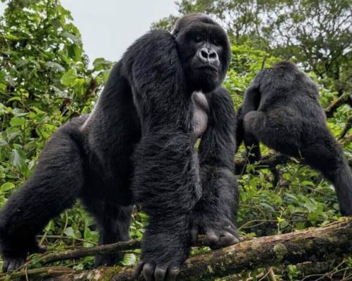 Habituated Gorilla Families 3