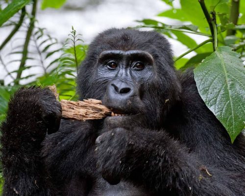 Habituated Gorilla Families 4