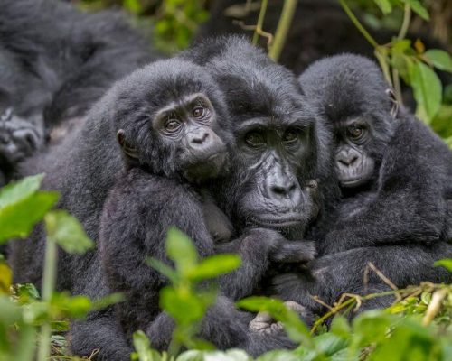 How Are Gorilla Groups Assigned to Visitors Group 1