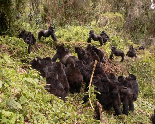 How Are Gorilla Groups Assigned to Visitors Group 2