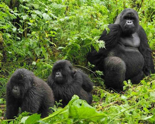 How Are Gorilla Groups Assigned to Visitors Group 3