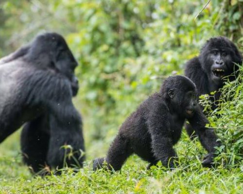 How Are Gorilla Groups Assigned to Visitors Group 4