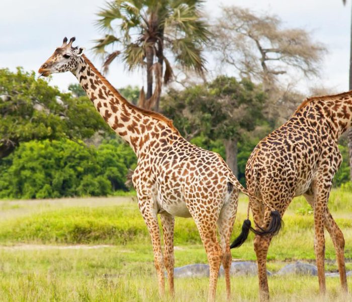 Katavi-National-Parks