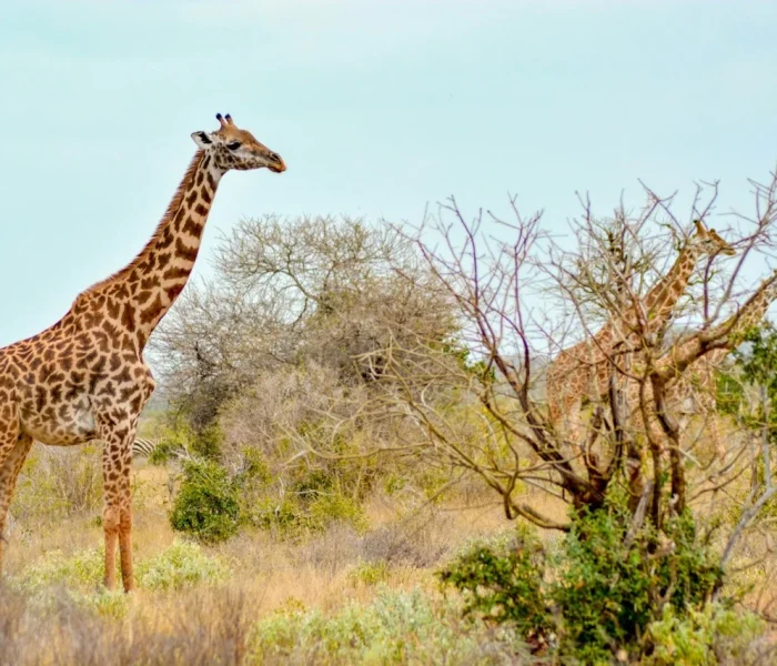 Kenya Wildernes Safaris