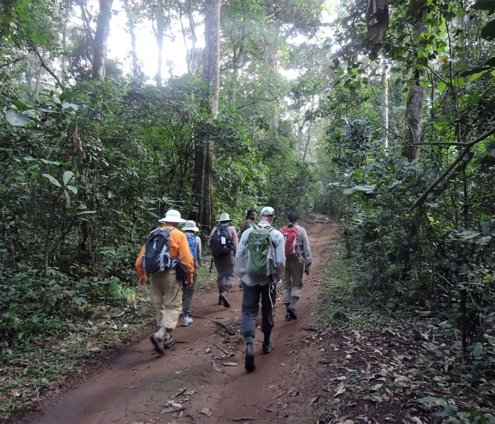 Kibale Walking