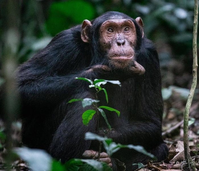 Kibale national park Chimps