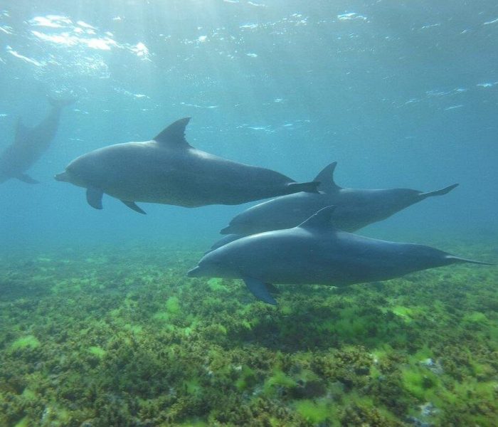 Kizimkazi Dolphin Tour2 (1)