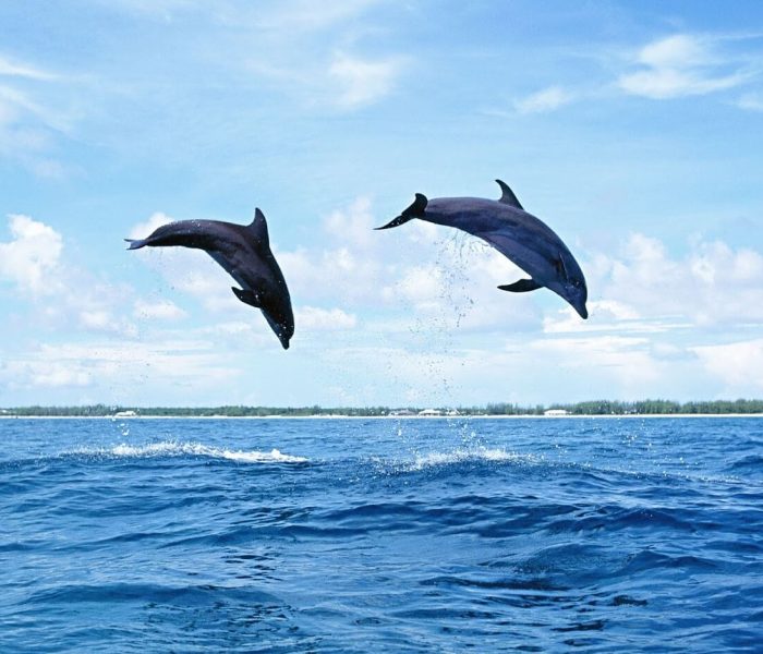 Kizimkazi Dolphin Tour4