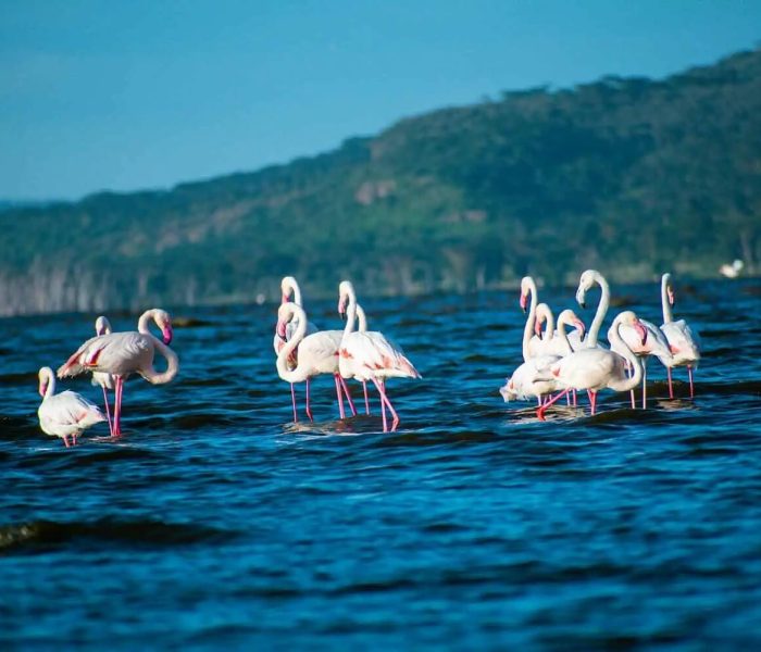 Lake-Nakuru-National-Park-Nakuru-Kenya
