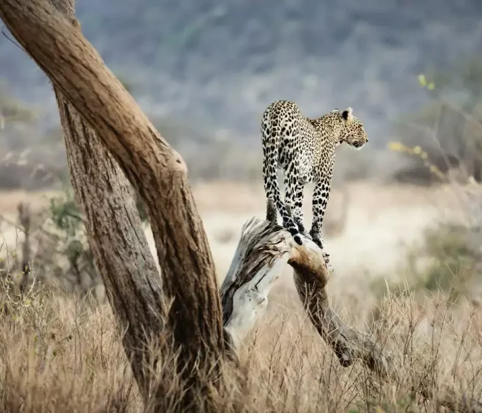 Leopard-in-Samburu-National-Reserve-1