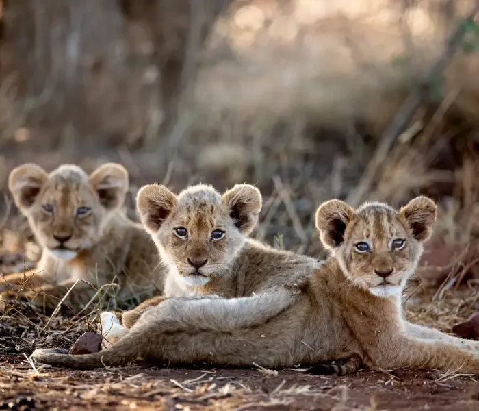 Lions-cubs-in-Ruaha-National-Park