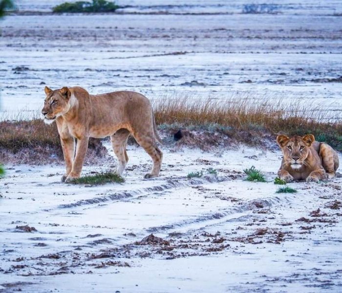 Lions-walking-on-the-Beach-at-Saadani-National-Park