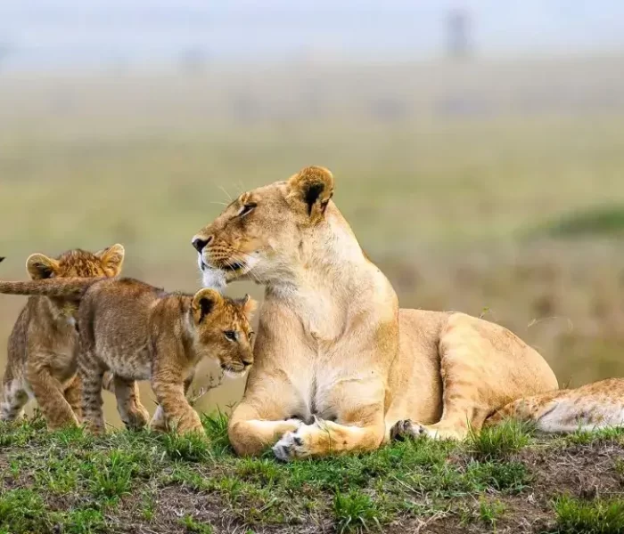 Maasai-Mara-Game-Reserve